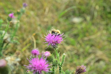 bumblebee on a flower
