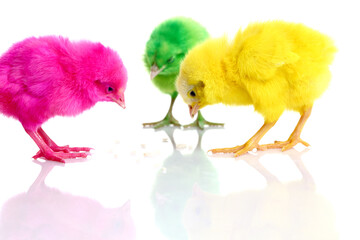 Cute colorful baby chickens sleeping on white background.