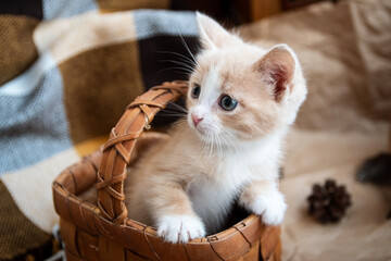 A small red kitten sits in a small basket and looks to the side. © nadezhda