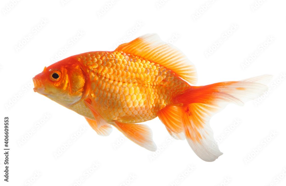 Canvas Prints Gold fish isolated on white background - Canvas Prints