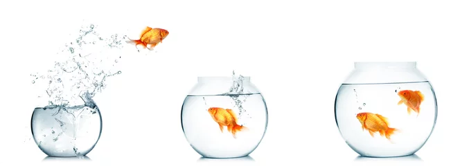 Fotobehang A goldfish jumping out of the broken fishbowl on white background. © krishna
