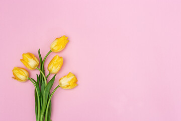 Spring flower of tulip on pink backdrop. Natural fresh bouquet of yellow flowers with copy space. Bright colors and minimal style. Top view.