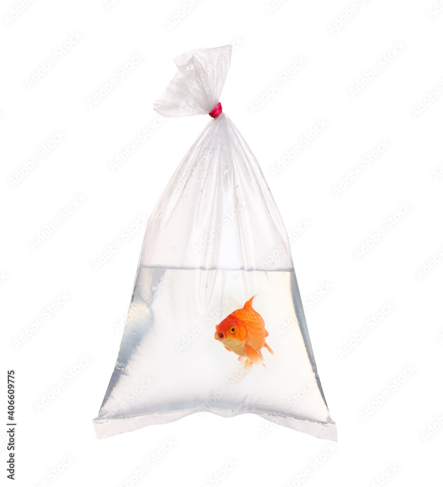 Poster goldfish in the water packet on white.