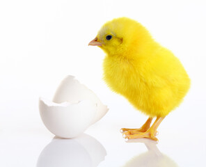 Cute yellow baby chick with egg shell on white background.