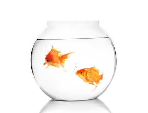 Gold fishes in fish bowl on white