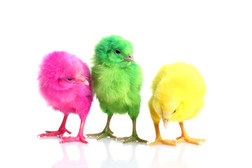Cute colorful baby chickens sleeping on white background.