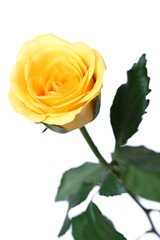 yellow rose isolated on white