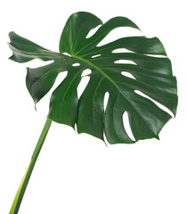 fresh monstera leaf isolated on white backround