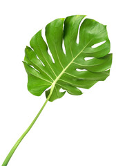 fresh monstera leaf isolated on white backround