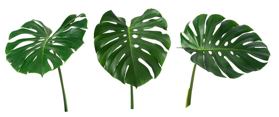 fresh monstera leaf isolated on white backround © Amy Lv