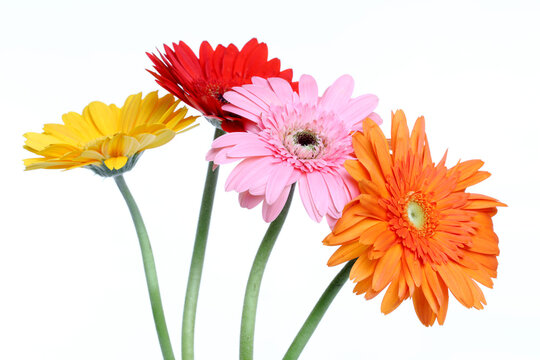 Colorful daisy flowers isolated over white background