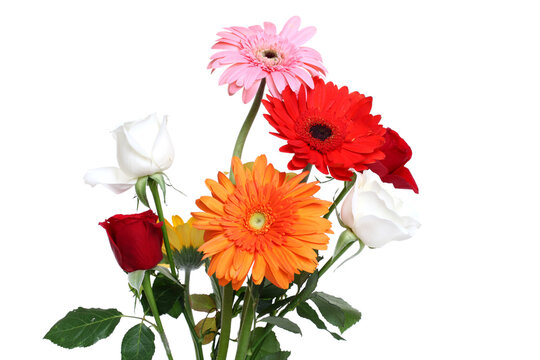 colorful Daisy and rose flowers over white background