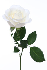 Fototapeta premium A single white Rose isolated on white background
