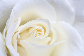 A single white Rose isolated on white background