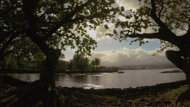 Koa Tree's planted along the ocean in Hawaii. 4K capture.