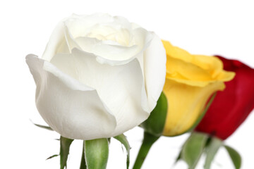 Three color roses isolated on white background.