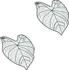 The leaves of the caladium plant. Hand drawn elegance vector illustration for natural design. Hand drawn big set of calladium leaves.