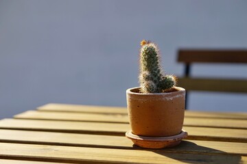 Cactus plants in cray pot on wooden table with blurred chair background the sunlight.