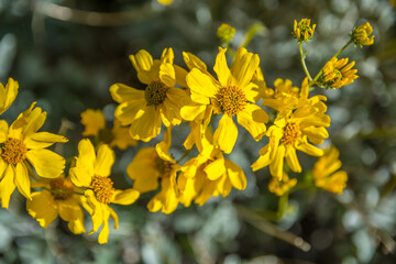 A yellow Wolly Sunflower in Lost Dutchman SP, Arizona