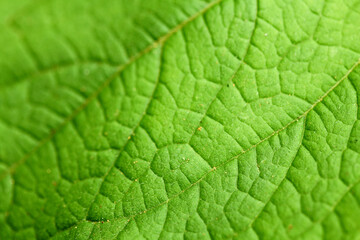 green leaf texture