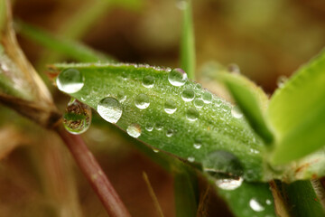 water drops on a leaf