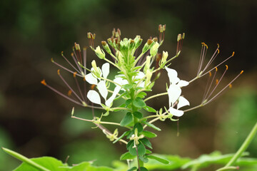 close up of a flower of a plant