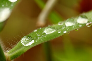 dew on the grass