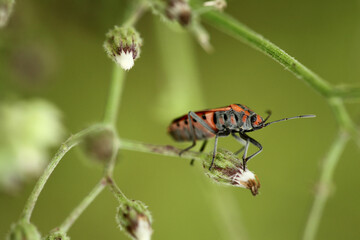 beetle on plant leaf taken with macro lens.