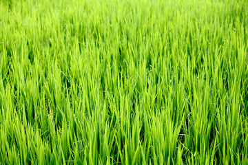green rice field