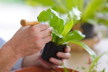 close-up to hands of gardener senior man wearing glasses taking care of small tree in plant pot as a hobby of home gardening at home.