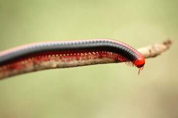 caterpillar on a leaf