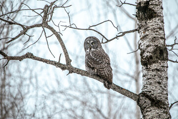 Great Grey Owl