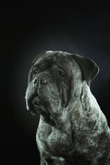 old bullmastiff on black background studio 