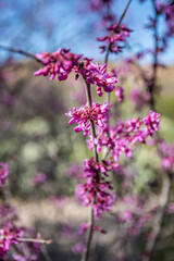 A red violet wildflowers in Boyce Thompson Arboretum SP, Arizona
