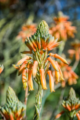 Yellow orange wildflowers in Boyce Thompson Arboretum SP, Arizona