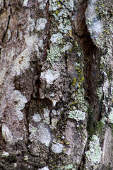 Obraz premium tree trunk with moss