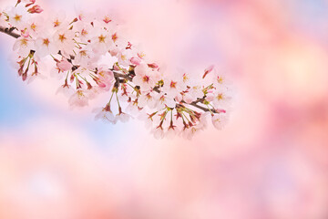 桜の花
