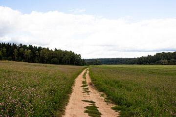 Fototapeta na wymiar Country road through a field with clover