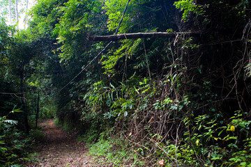 The trunk of the tree fell on the electrical wires.