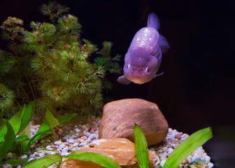 Lionhead Goldfish.
It has a short rounded body, no dorsal fin, and in the area of the gill covers there are growths of compacted skin, outwardly resembling a raspberry berry or a lion's mane.