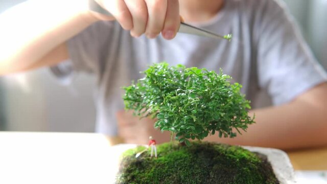 Health and wellness benefit from houseplants. A little boy gently trim to shape a small trees - bonsai. Greenery hobby during Covid 19 Quarantine. Indoor gardening, Mindfulness meditation concept.