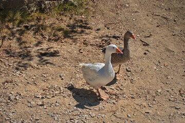 geese couple walking on the road in summer day