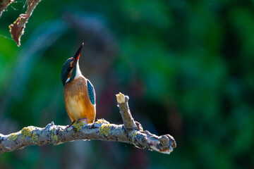 Common European Kingfisher or Alcedo atthis perched on a stick above the river and hunting for fish