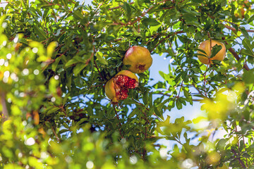 Cracked pomegranate fruits hanging from tree