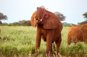 Fototapeta na wymiar Red elephants in the savannah