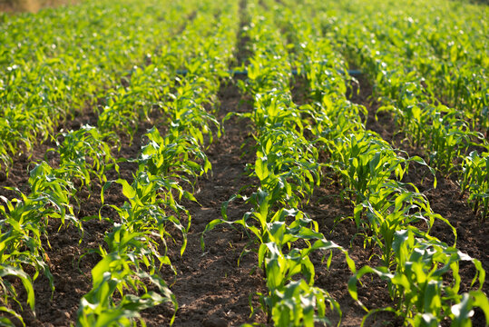 Corn fields in the morning at sunrise