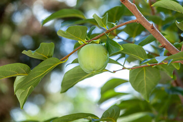raw persimmon fruit on tree