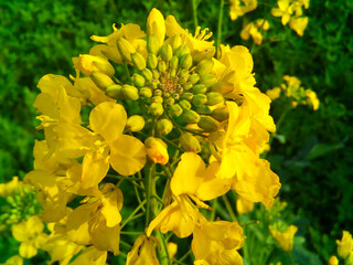 yellow mustered flower with buds from top close up view, green leaves in background, nature beauty