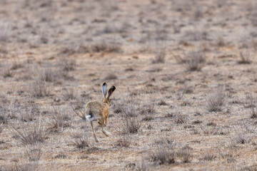 Obraz na płótnie Canvas Hare is running in dry steppe