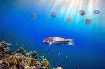 Fototapeta na wymiar Colorful reef and Moon Jellyfish Swim Underwater